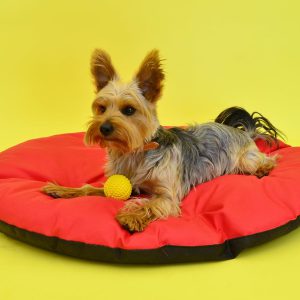 Cama acolchada para perros