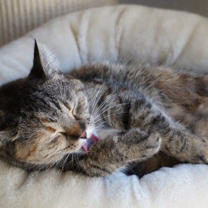 Cama suave para gatos