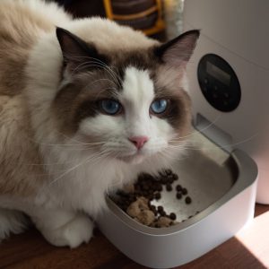 Comedero cerámico para gatos