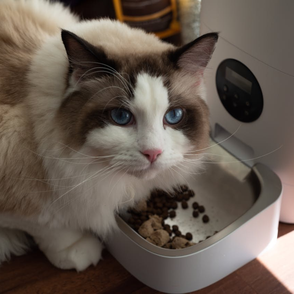 Comedero cerámico para gatos