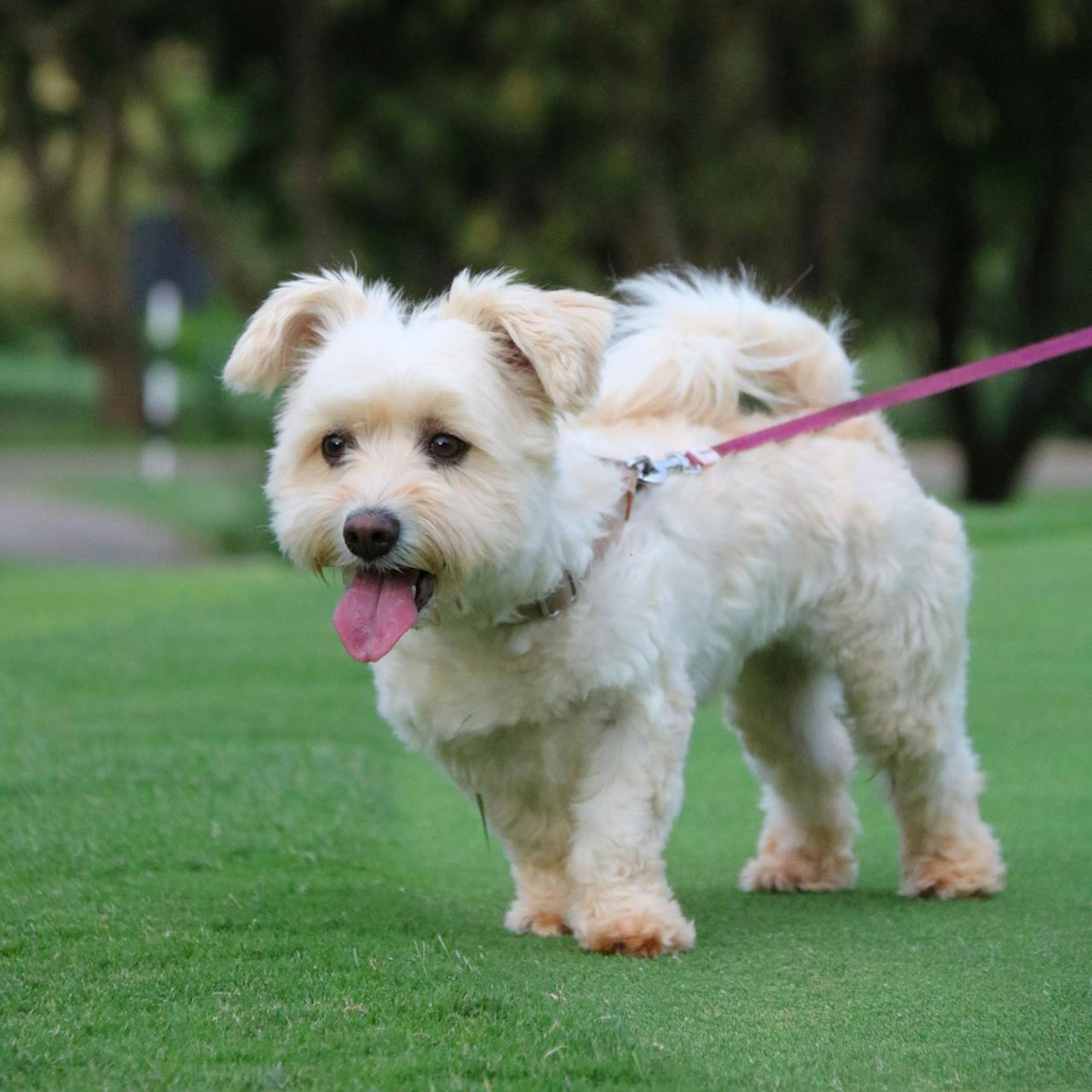Correa ajustable para perros