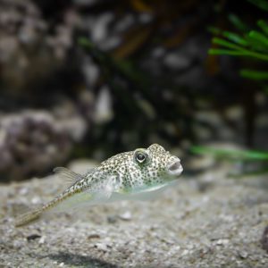 Grava decorativa para acuario