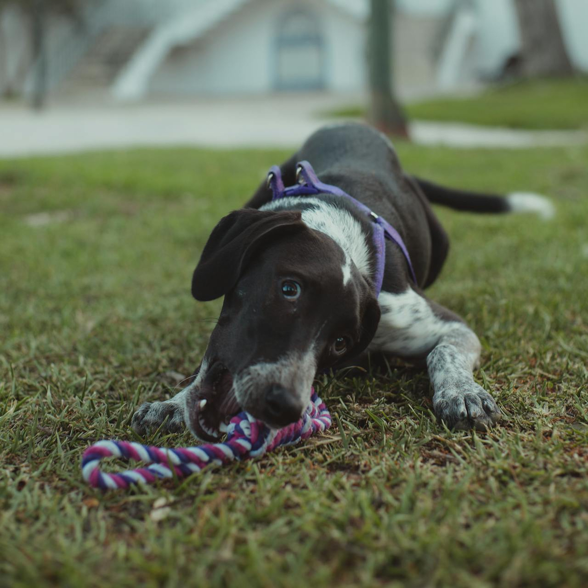 Juguete mordedor de cuerda para perros