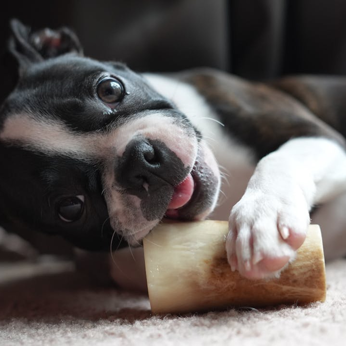 Juguete mordedor tipo hueso para perros