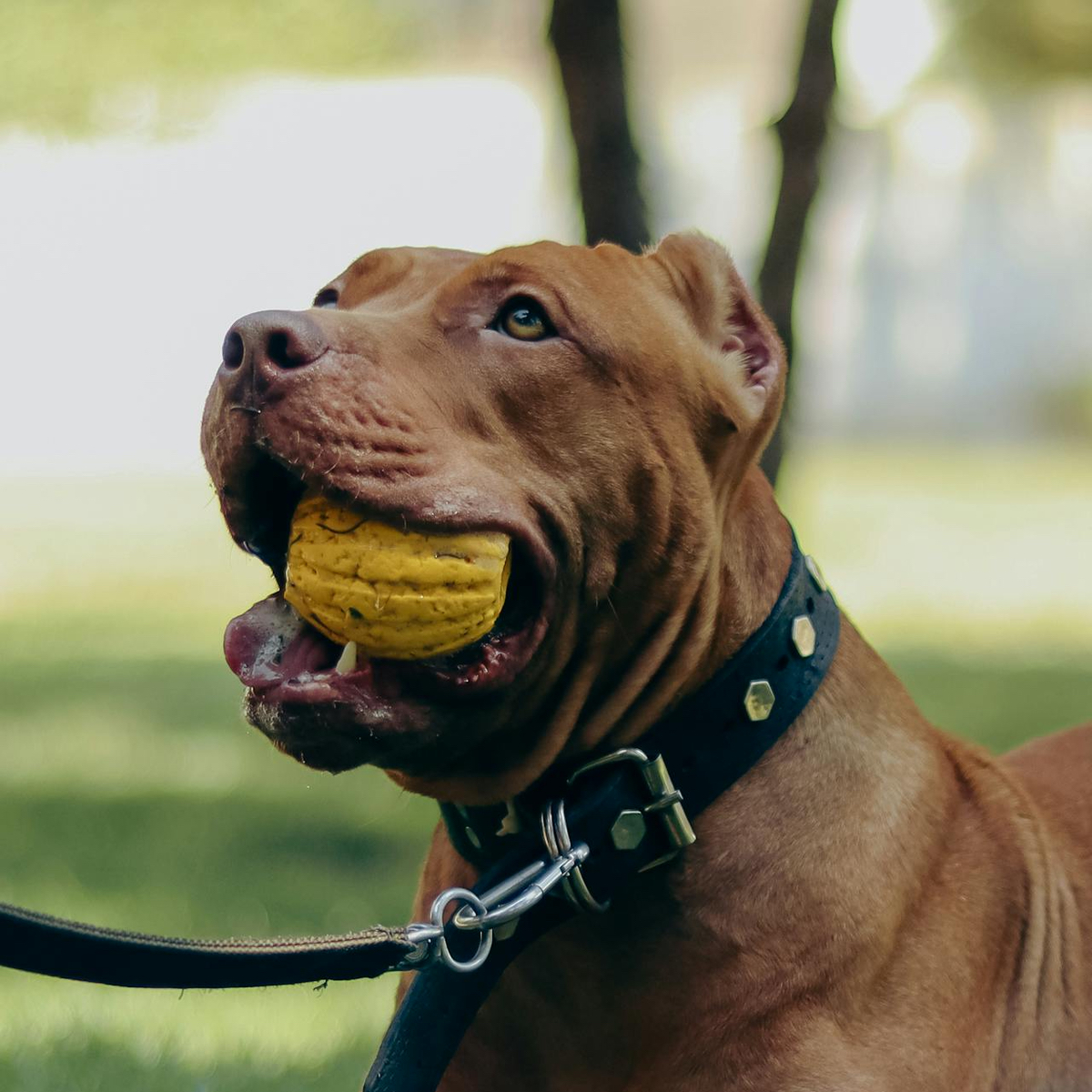 Juguete mordedor con pelota para perros