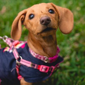Pretal cómodo para perros