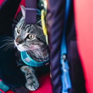 Transportadora para gatos
